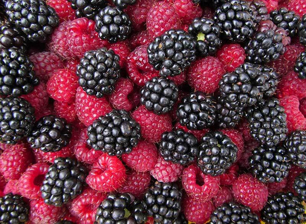 SSA - Raspberry, Black Berry Type