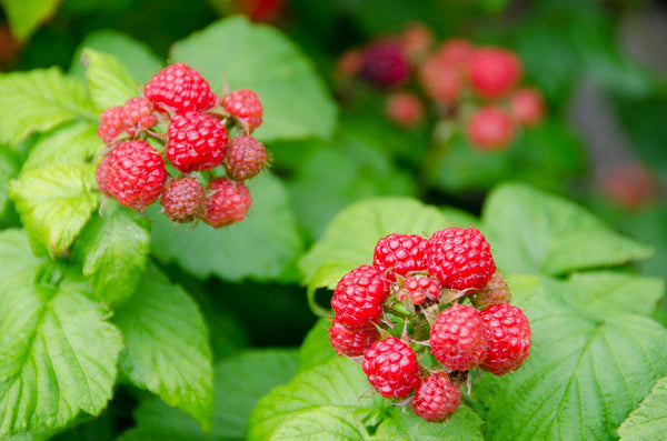 CAP Wild Raspberry