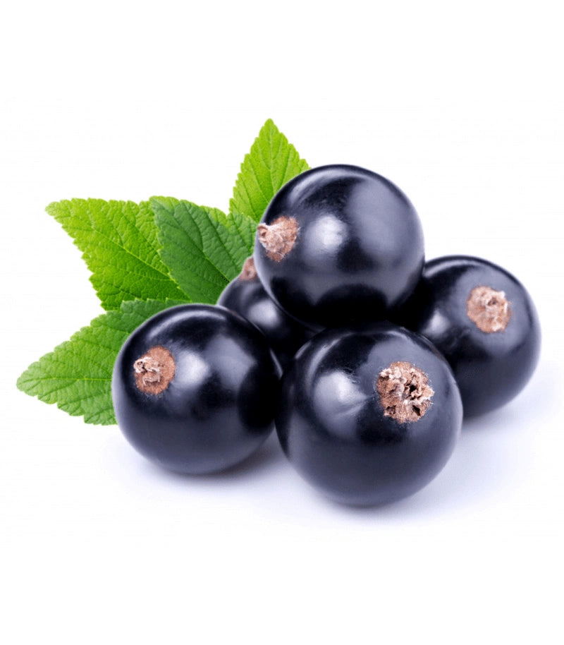 FSA - Malaysian Blackcurrant V2 - Flavour World SA