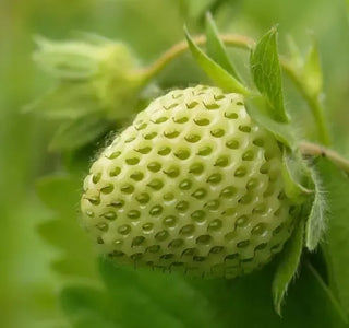 CAP Green Strawberry
