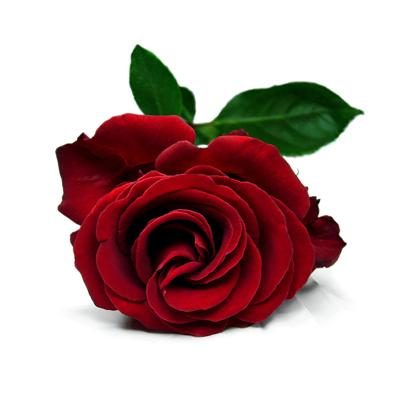 RAW Rose