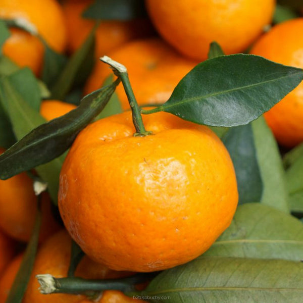 SSA - Sweet mandarin clementines