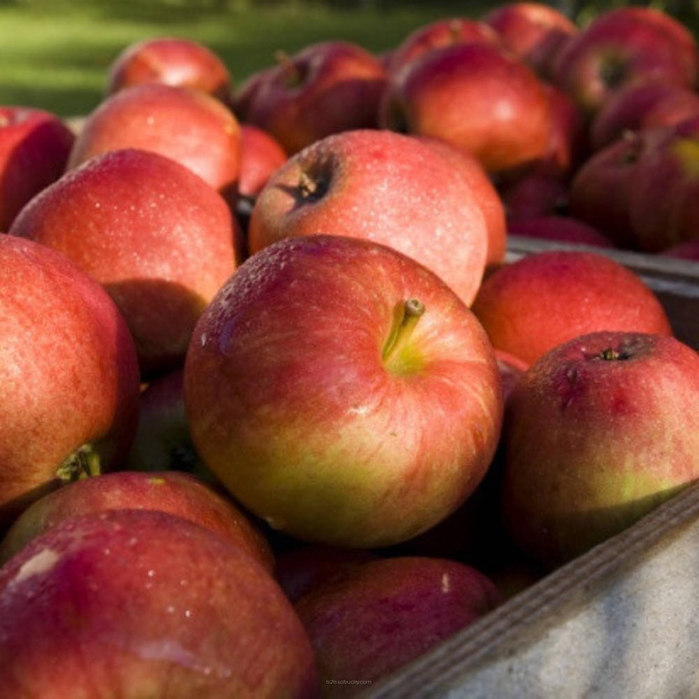 SSA - Golden Apple