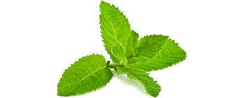 Fresh CBE Mint flavor from Flavour World SA, showcasing a vibrant mint extract in a clear container.
