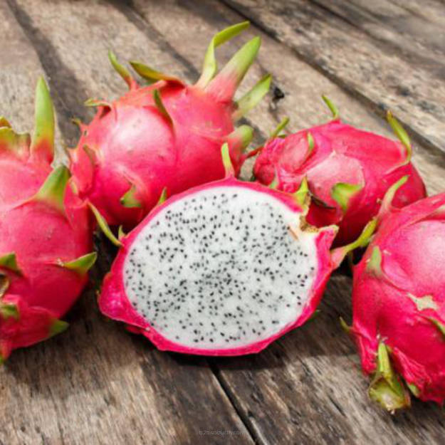 SSA - Dragon Fruit Pitaya