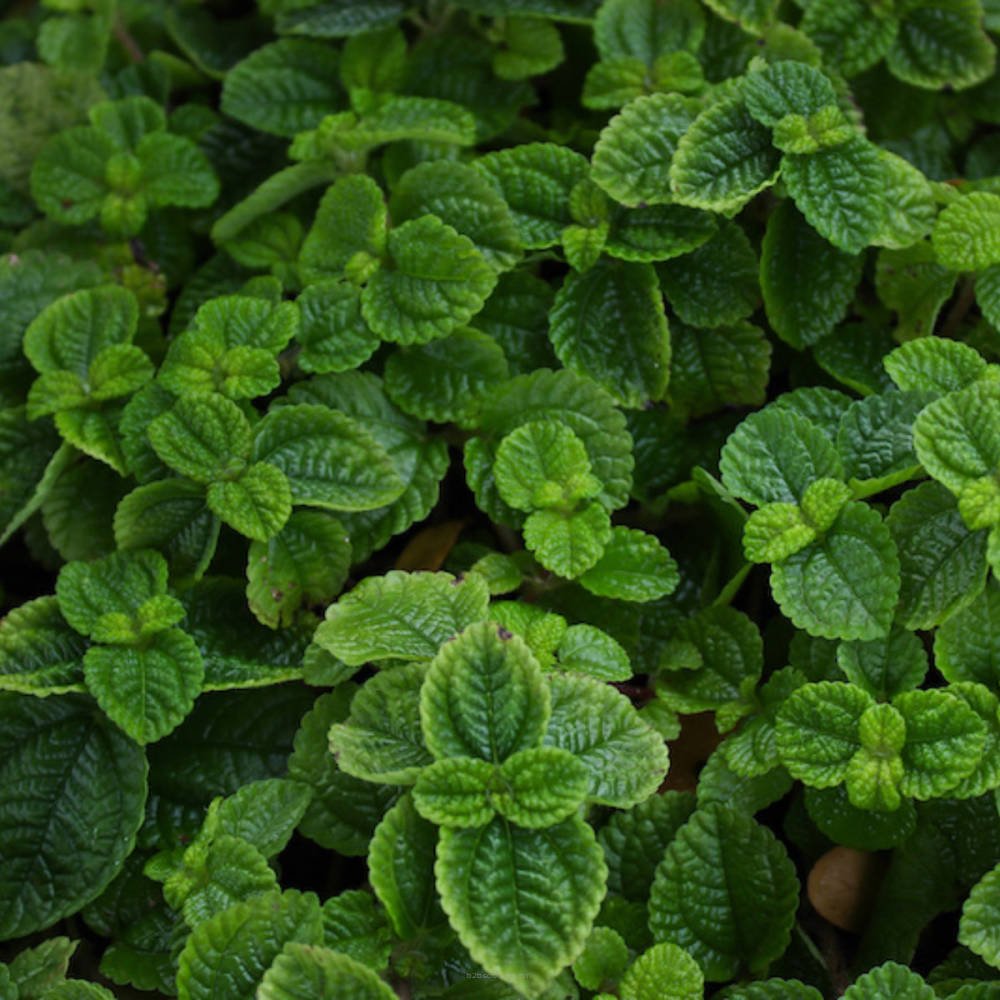 Fresh garden mint leaves from Flavour World SA, showcasing vibrant green mint sprigs suitable for culinary and herbal uses.