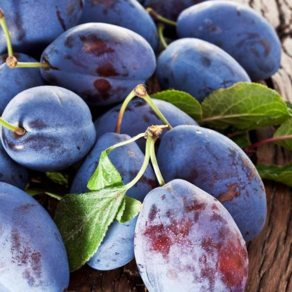 Purple plum fruit from SSA brand by Flavour World SA, showing fresh, ripe purple plums on the tree.