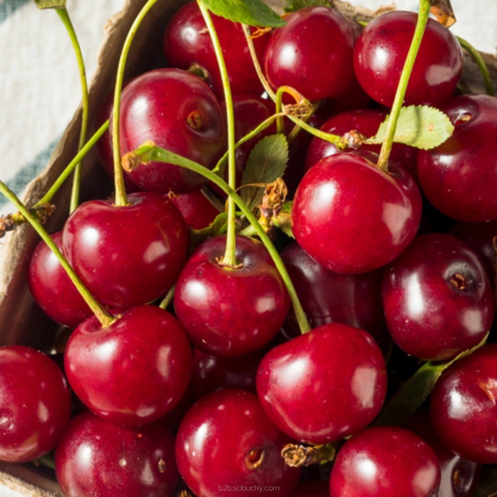 Ripe cherries from SSA by Flavour World SA, showing bright red, plump cherries on a branch with green leaves.