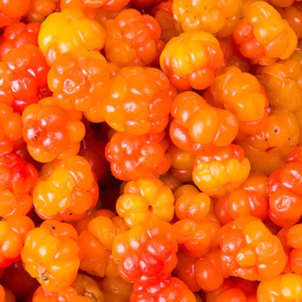 SSA - Scandinavian Fruit